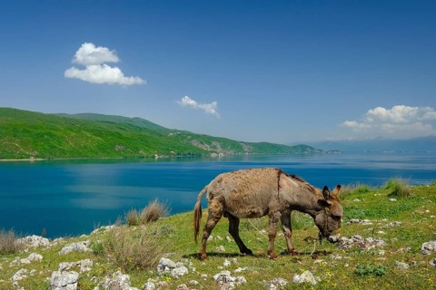 Donkey