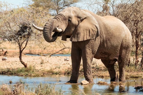 Elephant bull (Loxodonta africana) at the waterhole