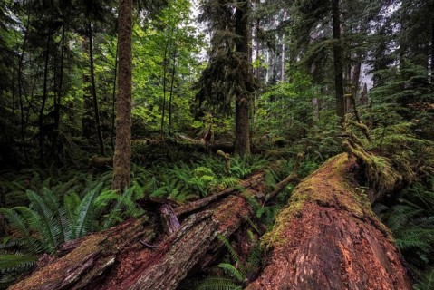 Dense vegetation