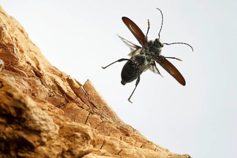 Old-house borer (Hylotrupes bajulus)