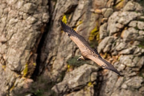 Griffon vulture (Gyps fulvus) in flight