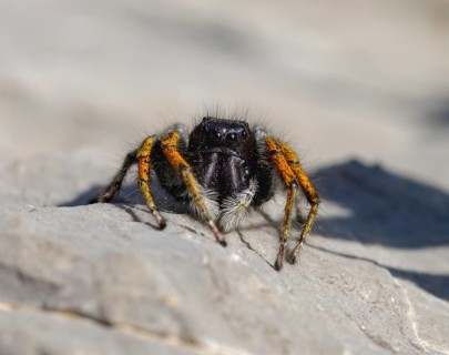 Gold eyes jumping spider (Philaeus chrysops)