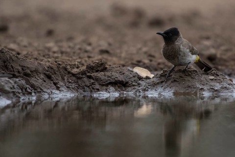 Dark-capped Bulbul (Pycnonotus tricolor) by the water