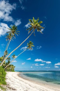 Sandy beach with palm trees and turquoise water