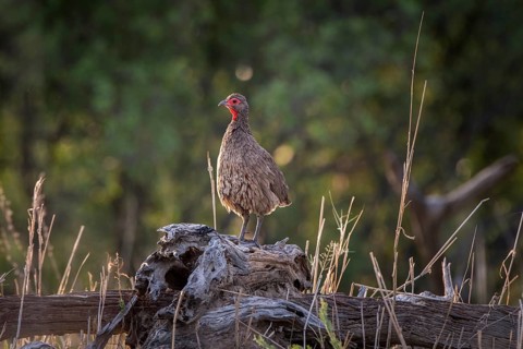 Swainson's spurfowl (Francolinus swainsonii) is standing on deadwood