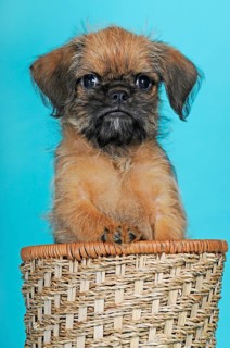 Brussels Griffon