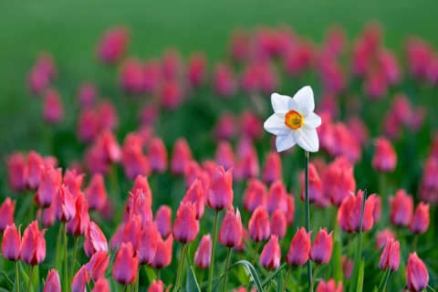 Daffodil (Narcissus poeticus recurvus) in the Tulips bed between (Tulipa)