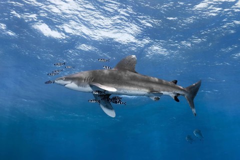 Oceanic whitetip shark (Carcharhinus longimanus) surrounded by Pilot Fishes (Naucrates ductor) floats in the open sea