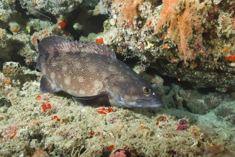 Whitespotted grouper (Epinephelus coeruleopunctatus) near coral reef