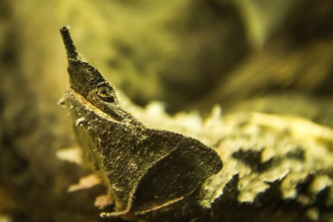 Animal portrait of a mata mata (Chelus fimbriatus)