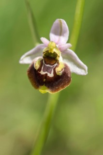 Late spider-orchid (Ophrys fuciflora)