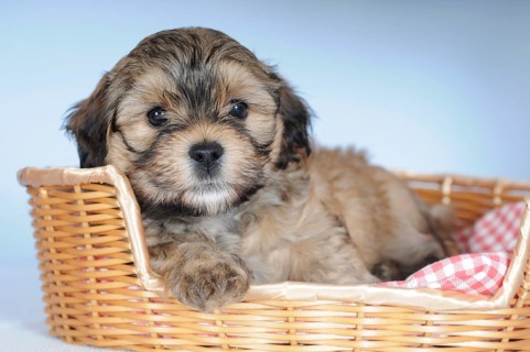 Havanese