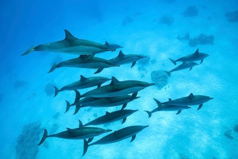 A pod of Spinner Dolphins (Stenella longirostris) swims over sandy bottom