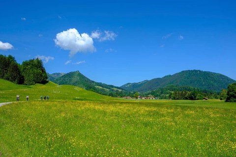 Flower meadows near Fuchsau