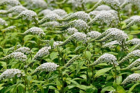 Gooseneck loosestrife (Lysimachia clethroides)