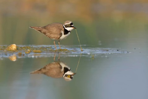 Little ringed plover (Charadrius dubius) searching for food in the shallow water of an abandoned gravel pit