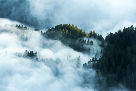 Mountain forest with early morning fog