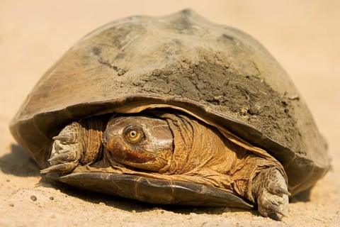 Pan Hinged Terrapin (Pelusios subniger)