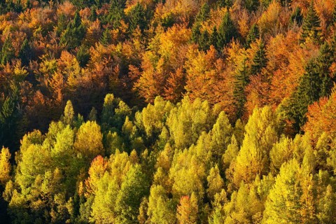 Autumnal mixed forest