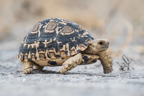 Home's hinge-back tortoise (Kinixys spekii)