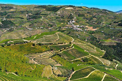 Vineyard region Alto Douro in the valley of the Rio Pinhao