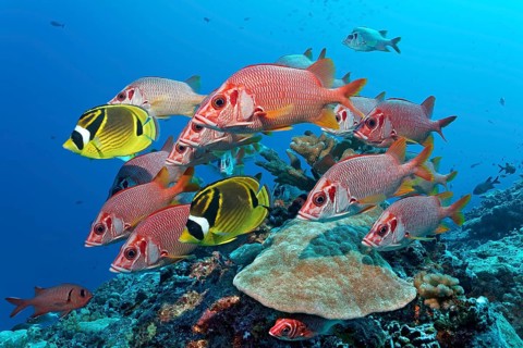 Swarm Sabre squirrelfish (Sargocentron spiniferum)