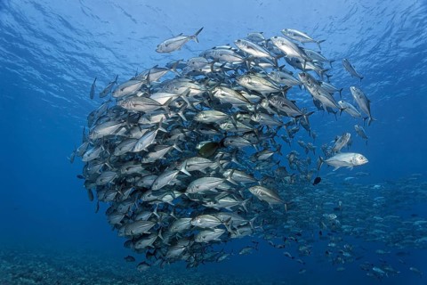 Swarm Bigeye trevallies (Caranx sexfasciatus) in the blue water