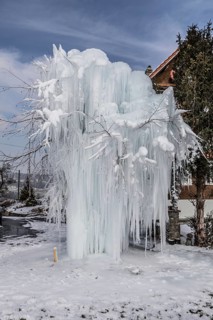 Frozen tree with long icicles