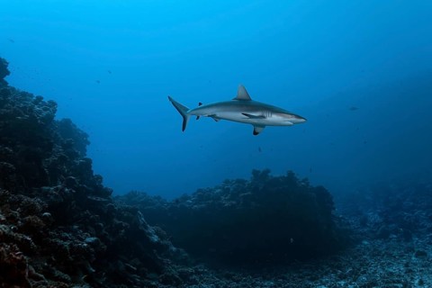 Grey reef shark (Carcharhinus amblyrhynchos) floats over coral reef