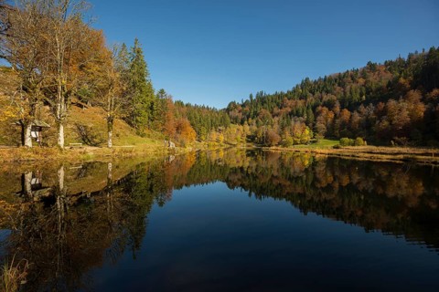 Lake with autumnal forest