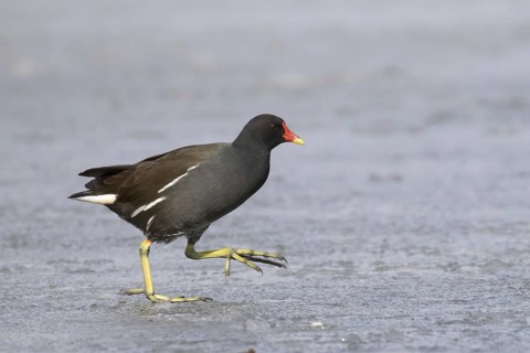 Common moorhen (Gallinula chloropus) runs over ice rink