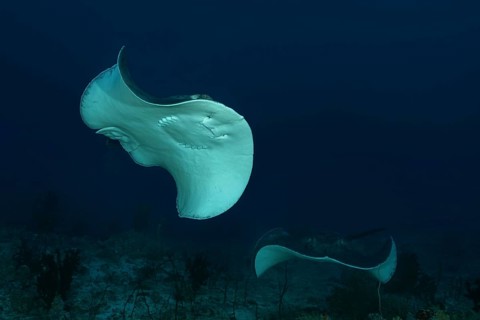 Two Round ribbontail ray (Taeniura meyeni) swim over reef