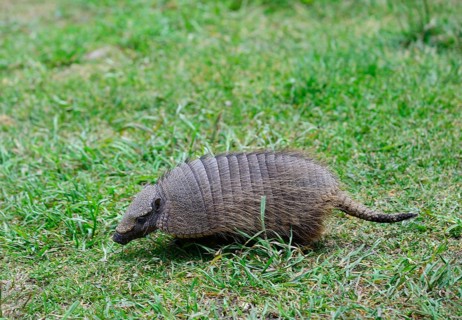 Big hairy armadillo (Chaetophractus villosus) runs in the grass