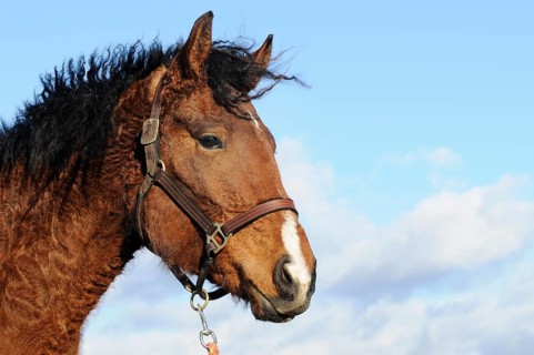 Curly Horse (Equus ferus caballus)