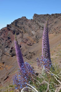 Echium wildpretii (Echium wildpretii) in front of the Roque de los Muchachos