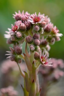 Common Houseleek (Sempervivum tectorum)