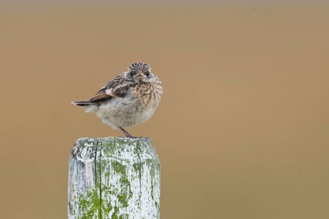 European stonechat (Saxicola rubicola)