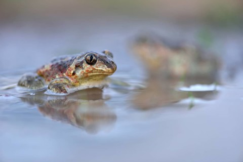 Common spadefootn (Pelobates fuscus) sitting in puddle