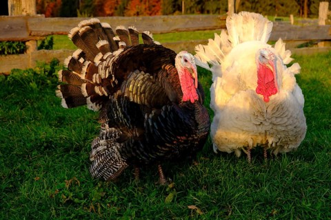 Turkey