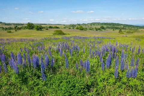 Large-leaved lupin (Lupinus polyphyllus)