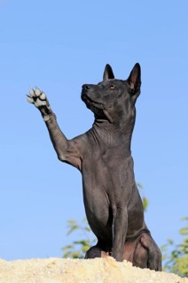 Thai Ridgeback