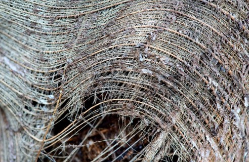 Fibers of a palm tree bark