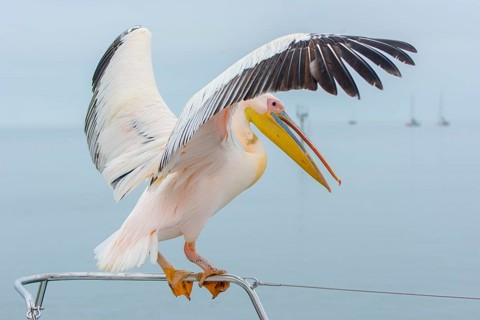 Great white pelican (Pelecanus onocrotalus) sits on railings with open wings