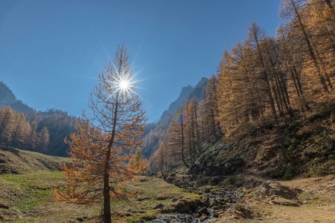 Autumnal Larches (Larix) with solar reflex