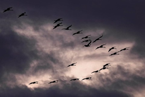 Common cranes (Grus gruse) in formation flying in front of dark cloudy skies