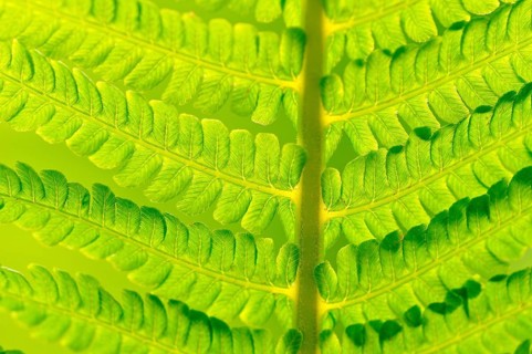 Ostrich Fern (Matteuccia struthiopteris)