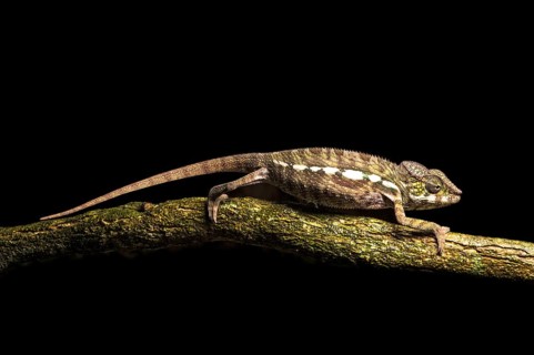 Young Parson's chameleon (Calumma parsonii