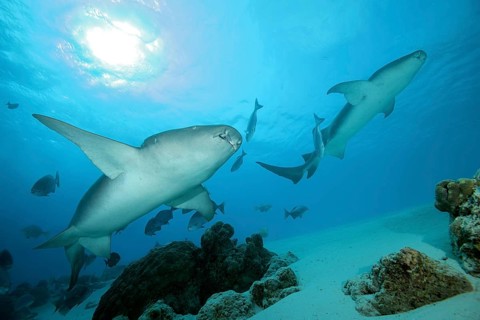 Two Tawny Nurse Sharks (Nebrius ferrugineus) swims in the blue water