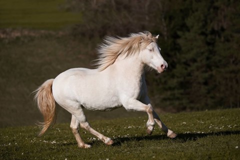 Welsh-Pony