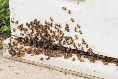 Honey producing bees (Apidae) on the outside of a white painted wooden hive at a apiary farm